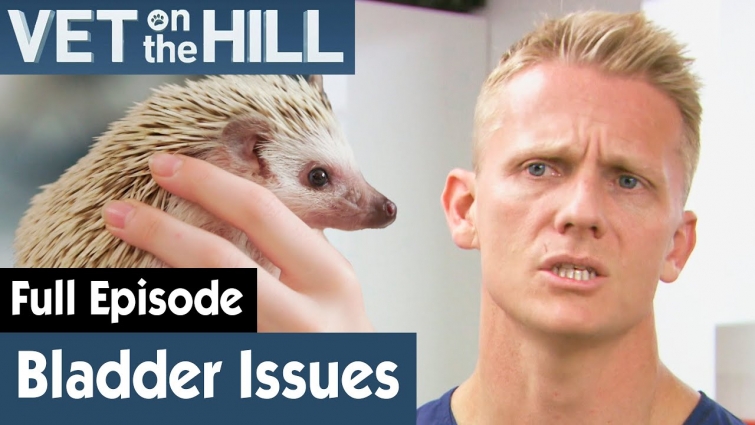 🦔 Cute Hedgehog Has Bladder Issues | FULL EPISODE | S03E03 | Vet On The Hill