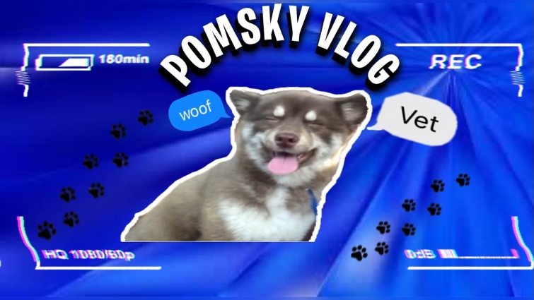 Dogs Vet Visit POMSKY VLOG