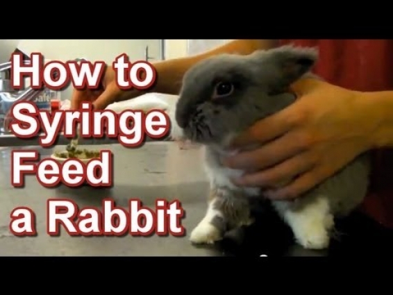 How to Syringe Feed a Rabbit – Tai Wai Small Animal & Exotic Veterinary Hospital