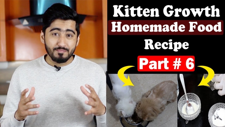 Persian Kitten Homemade Food Recipe || Maximum Growth || Vet Furqan Younas