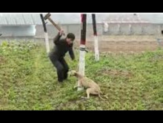 Psycho Man ! Dog was abυsed with Sledgehammer & left hungry for WEEKS !