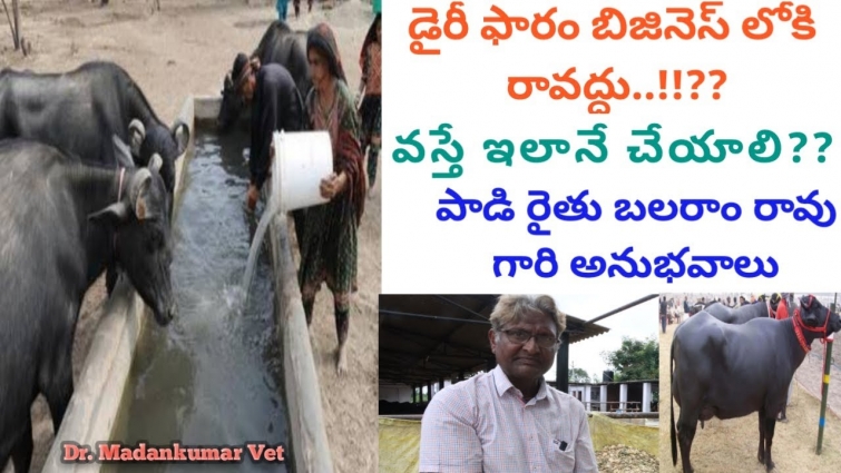 Successful and Profitable Dairy Farm Business | Balaram Rao Suggestions Telugu | Dr. Madankumar Vet