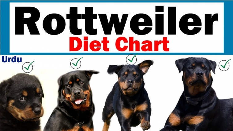 Rottweiler Diet Plan || Puppy to Adult || Vet Furqan Younas