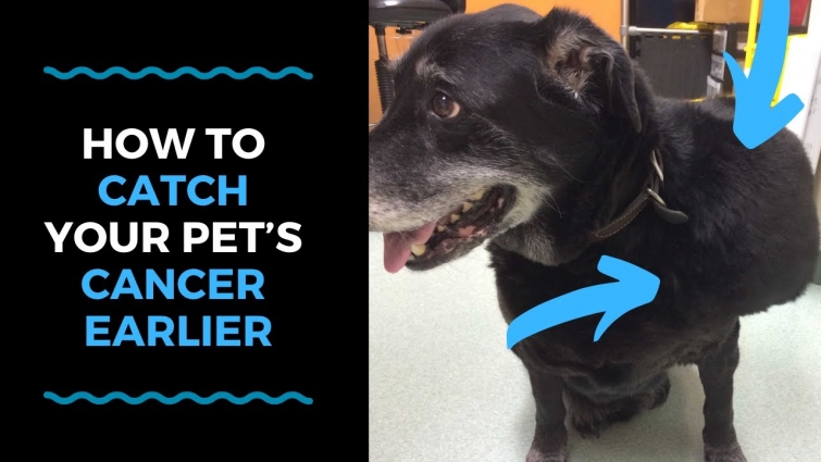 How To Catch Your Pet’s Cancer Earlier VLOG 121