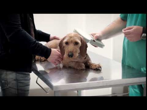 Dog Being Checked By A Veterinarian