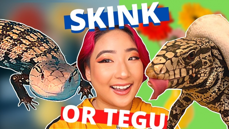 Argentine Black and White Tegu VS Halmahera Blue Tongue Skink // Which One Is A Better Pet Reptile?