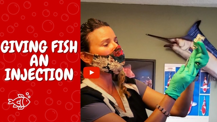 How to Give a Fish an Injection