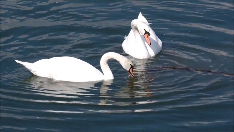 Swan Videos Youtube || Swan Swimming || White Goose || The Black Swan || Swan in Lake | Animal Lover