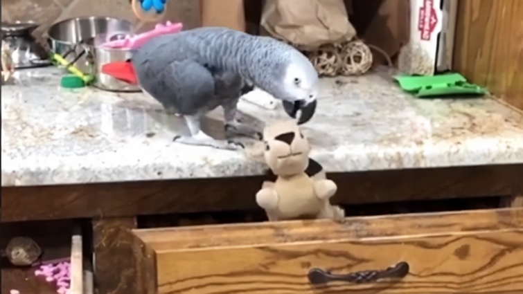 Parrot evicts "squirrel" from kitchen drawer