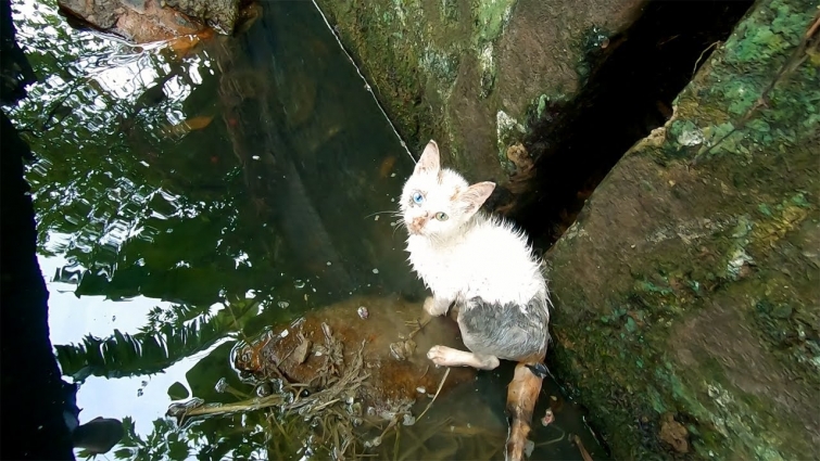 Home Rescue Animal | Rescue lost kitten in the wastewater gutter | Pets Rescue