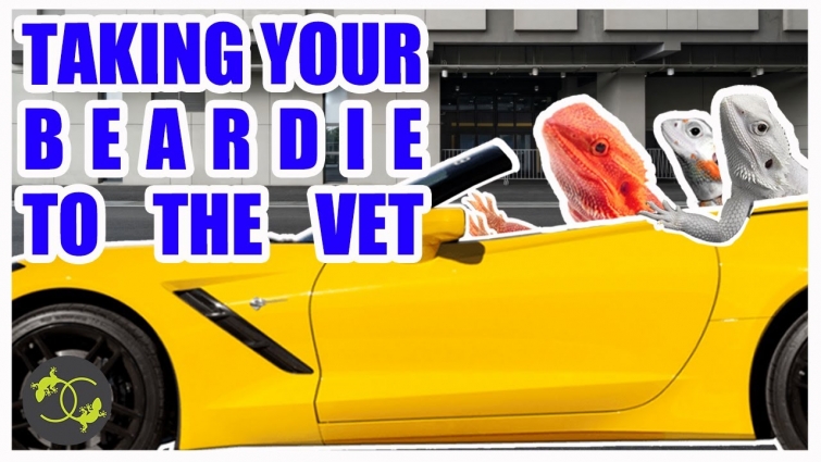 How to Transport your Bearded Dragon – To the Vet & Home – Cookies Critters