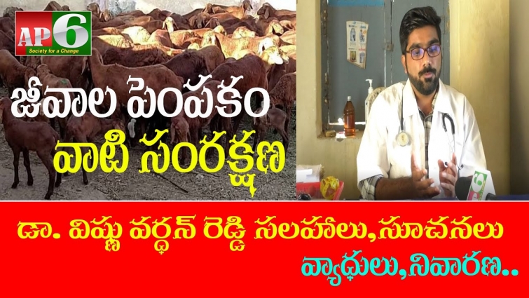 sheep farming in telugu | veterinary treatment of sheep and goats | జీవాల పెంపకం