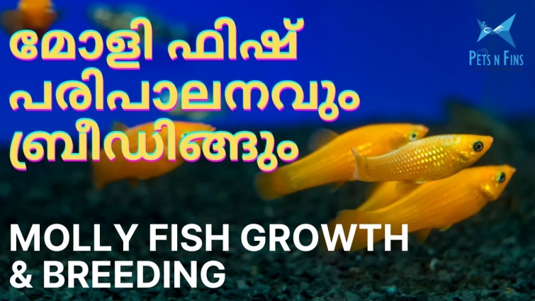 മോളി ഫിഷ് പരിപാലനവും ബ്രീഡിങ്ങും || How to breed Molly Fish in home? || Easy breeding aquarium fish