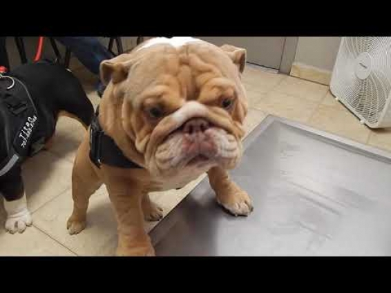 Dr. Kraemer Vet4Bulldog  Bulldog from Bakersfield, CA for elongated soft palate surgery