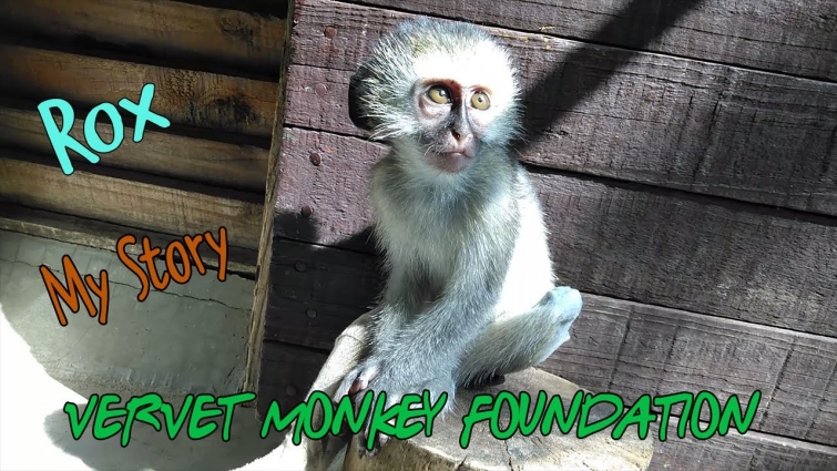 Baby monkey Rox, the incredible journey from being a hit by car to being with best buddy Jethro.