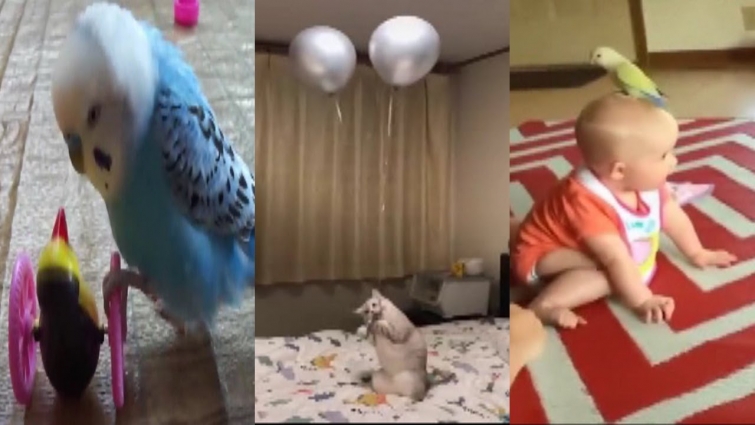 Try Not to Laugh Challenge – Funny Baby, Bird, Cat and Dog Fails Compilation Part 13. Funny Vines