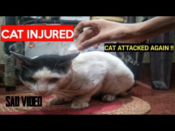 CAT INJURED 😢😢,Cat again attacked #triggeredtiku #funnycatvideos