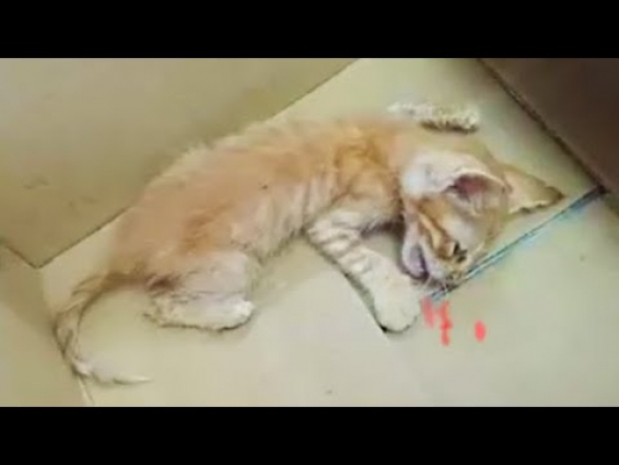 Animal Rescue: Rescue Poor Kitten was Abuse & Cut Her Tongue Taken to the Vet and Adopted