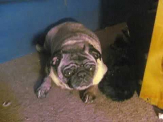 Mary Magdalan TV : MOLLY THE PUG GOES TO THE VET