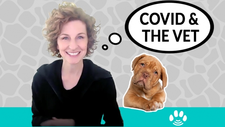 How to prepare for your Vet Visit During COVID-19 | Animal Communicator Danielle MacKinnon