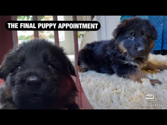 The FINAL PUPPY appointment! OMG! 🥺🥰🥺 | Vlog #8