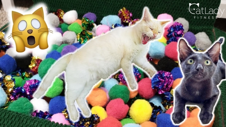 I made my cats a DIY KITTY BALL PIT.