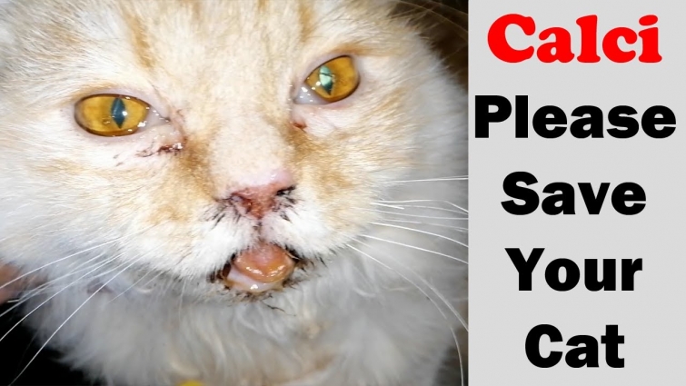 Outbreak – CalciVirus in cats || Sudden death || Vet Furqan Younas