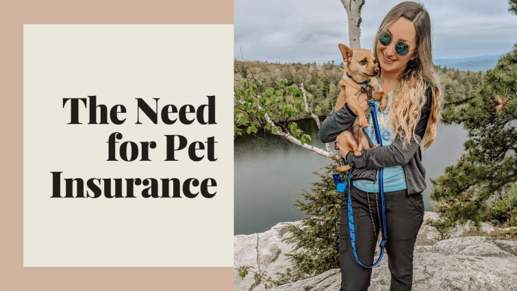 Why You NEED Insurance for Your Pet // How Much It Costs, What's Covered, All The Info You Need!