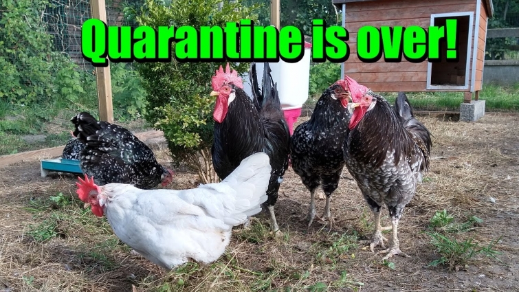 Quarantine is over! Sick rooster goes to the vet :(