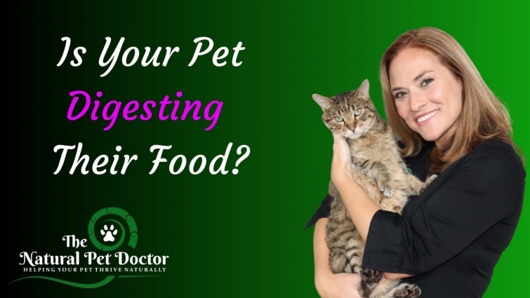 Why the Microbiome is Important for Dogs and Cats with Dr. Katie Woodley – The Natural Pet Doctor