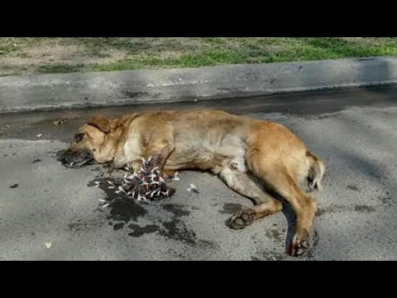 Rescue Street Puppy, Severely Crushed Paws, No Skin, Being Ignored By Heartless People