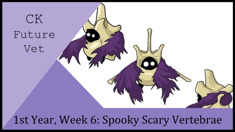 1st Year, Week 6: Spooky Scary Vertebrae – CK Future Vet