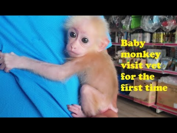 Baby Monkey Visits Vet For The First Time | Monkey Doo