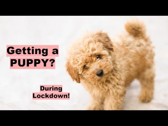 Should You Get A Puppy During Lockdown?