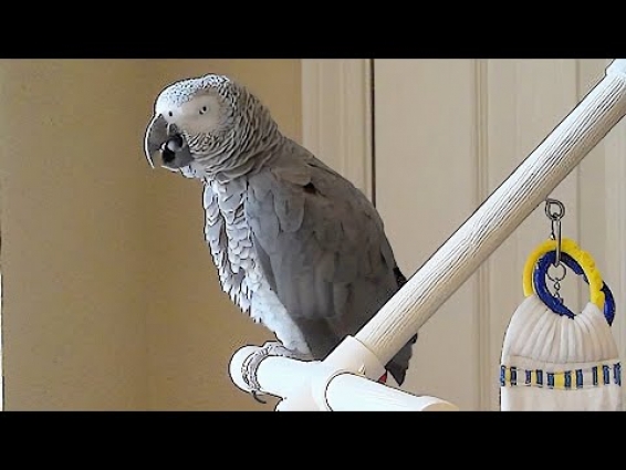 Hungry parrot adds pizza to his grocery list