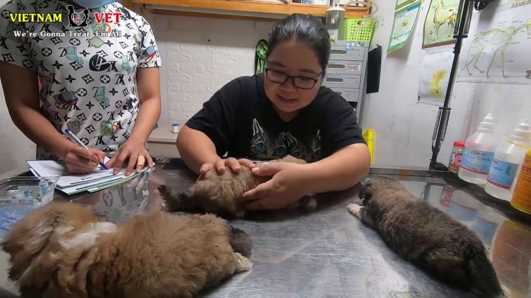 Cutest baby puppies enjoy their first time to take vaccination – Dog Care