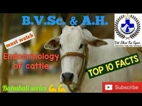 TOP 10 FACTS ON ENDOCRINOLOGY OF CATTLE