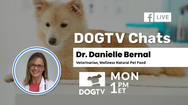 how do I keep my dog healthy? Dr. Danielle Bernal – Veterinarian, Wellness Natural Pet Food.