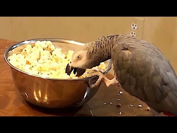 Parrot struggles to eat popcorn from a spinning bowl