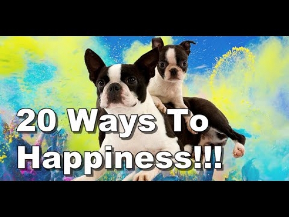 How To Make Your Boston Terrier Happy! 20 Must-Do Items!