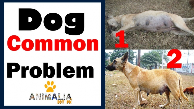 False Pregnancy ||  Causes, Symptoms, and Solution || Vet Furqan Younas