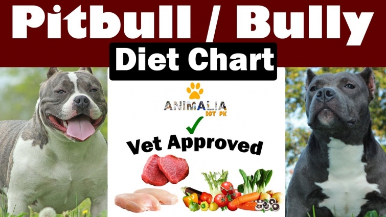 Pitbull & Bullt Diet Plan || Puppy to Adult || Vet Furqan Younas