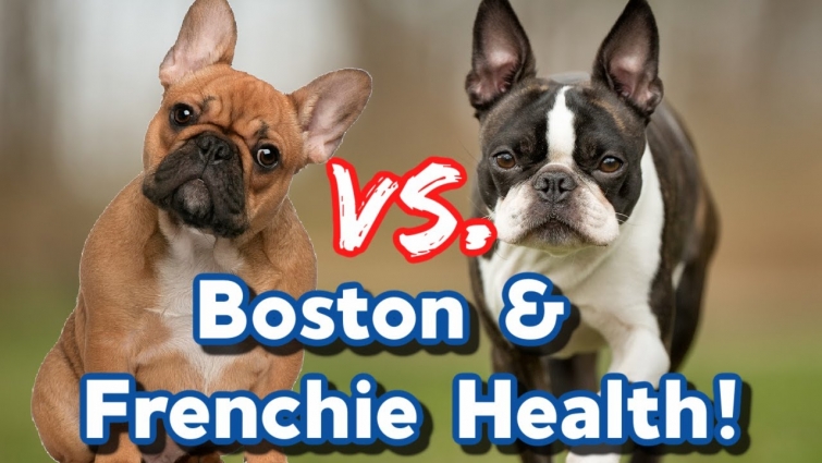 Boston Terrier vs French Bulldog – Health Issues To Consider