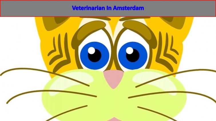 Veterinarian In Amsterdam | Veterinary Clinic in Amsterdam Holland