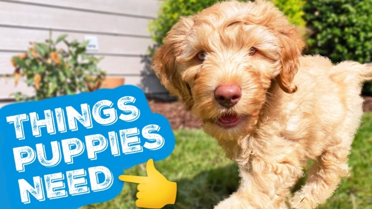 NEW PUPPY?👉 Do THESE 3 Things 🐶 Let's talk puppy food, pet insurance & training secret!