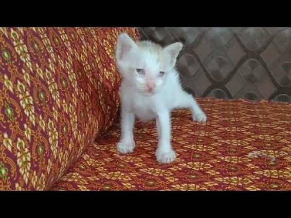 Rescued Newborn Kitten Is Few Days away To See The Rainbows || Kitten Improving After Vet Visit