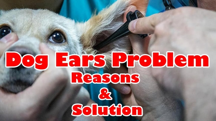 Dog Ear Infection & Treatment || Vet Furqan Younas