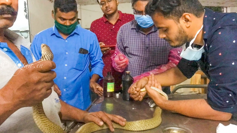 A Cobra snake was brought to Veterinary hospital for treatment by Snake Rescuer Pradeep Senapathi