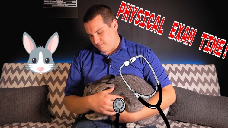 How to do a Rabbit Physical Exam, vet explains what to expect from a rabbit physical!