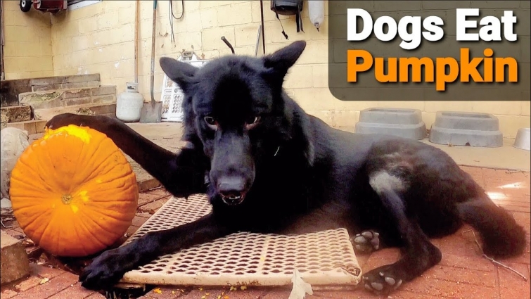 Dog Pack Eats Pumpkin Together